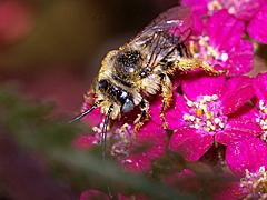 Long-horned Bee